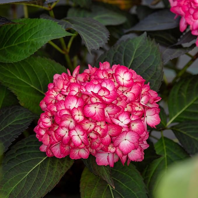 2 Gallon FIRST EDITIONS Eclipse Hydrangea Shrub
