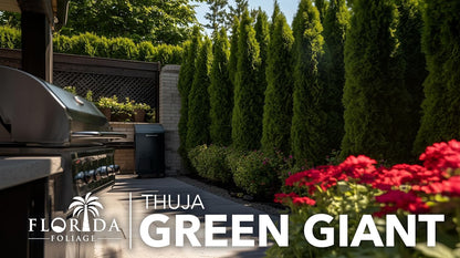 Thuja Green Giant | 10 Live Trees | Thuja standishii x plicata | Fast Growing Privacy Screen | Evergreen Landscape Plants for Borders