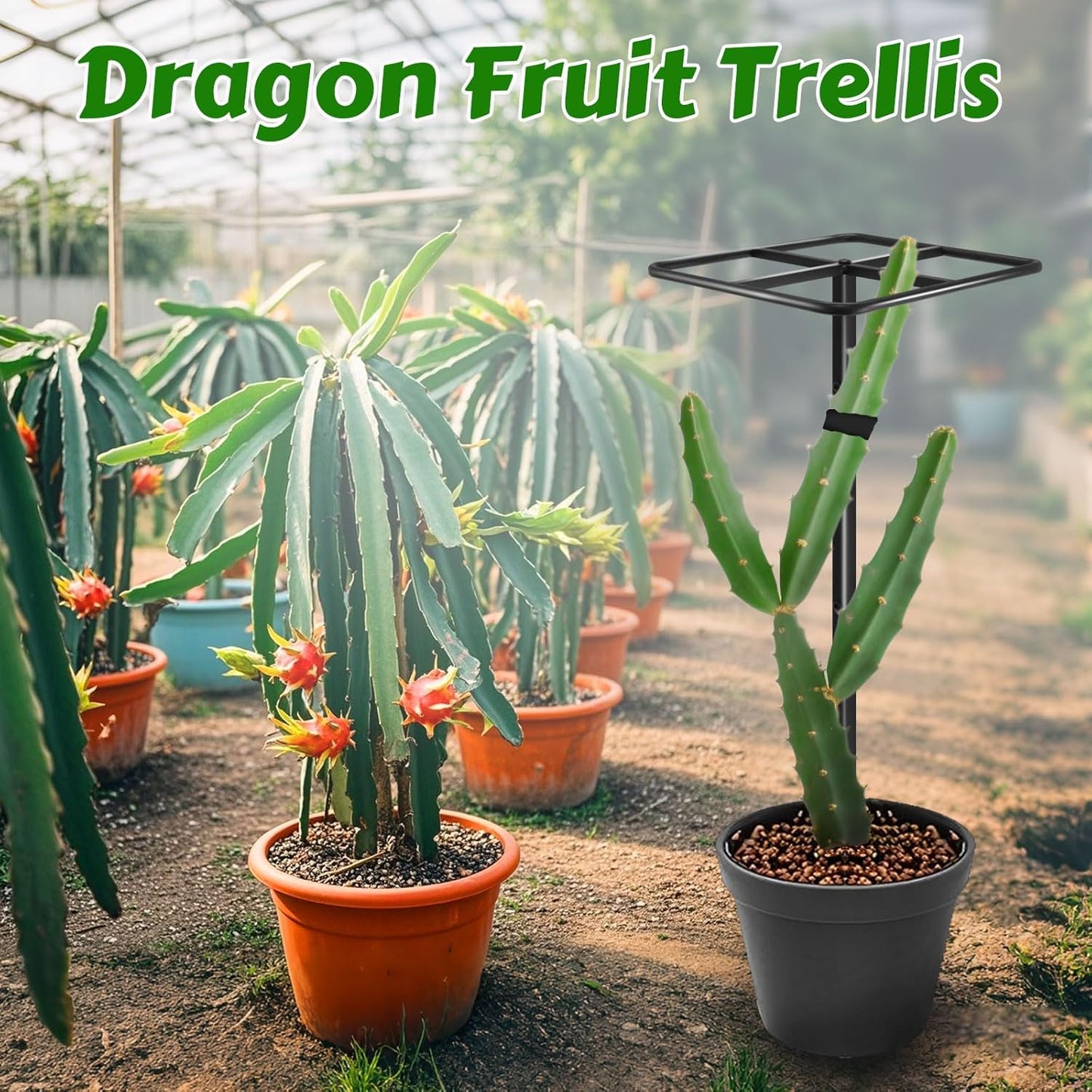Metal Dragon Fruit Trellis，Adjustable Dragon Fruit Plant Trellis for Vertical Gardening and Climbing Plants Trees Cactus Garden Outdoor Indoor Potted Support （Black）