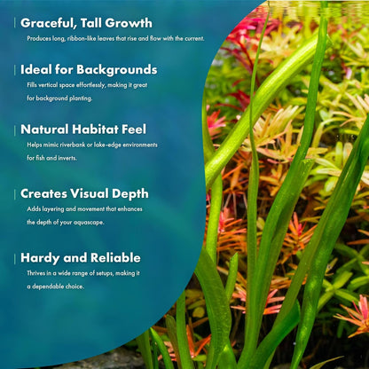 SubstrateSource Live Plant - Tall Grass, Red Jungle Vallisneria (Vallisneria gigantea 'Rubra') - Easy Care, Moderate to High Light, Reddish Green, Background - Lead Bunch, 4 Pack