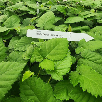 BlackBerry Plants Triple Crown Live for Sale (4 Pack) | Easy to Grow Plants | Edible Fruit Plant for Sustainable Living | Grow Your own Food on Your Edible Organic Garden| Live for Planting|