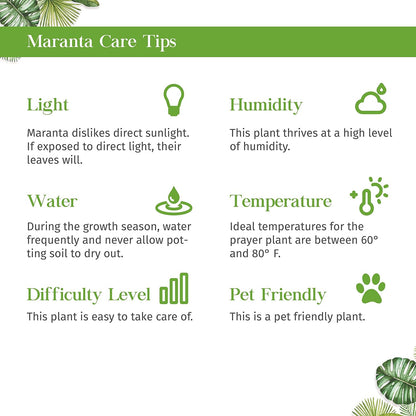 Maranta Leuconeura Live Plant for Indoor | Different Houseplants in 3'' Pot | Real House Plant for Living Room, Office, Desk & Bathroom | Prayer Plant