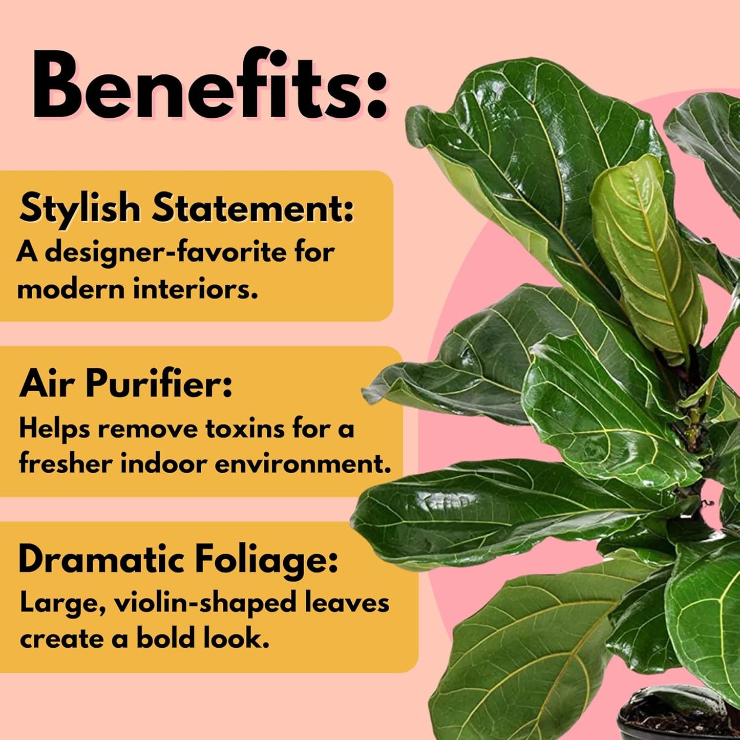 United Nursery Fiddle Leaf Fig – Ficus Lyrata Standard Tree in 10” Grower Pot – 24–34 Inches Tall – Upright Indoor Plant with Large Green Leaves – Easy-Care Tropical Houseplant for Home or Office