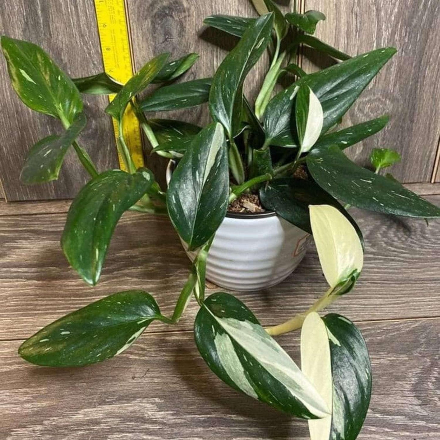 Monstera Standeleyana Albo Variegated Live Plant for Indoor | Different Houseplants in 4'' & 6'' Pot | Real House Plant for Living Room, Office, Desk & Bathroom | Five Holes