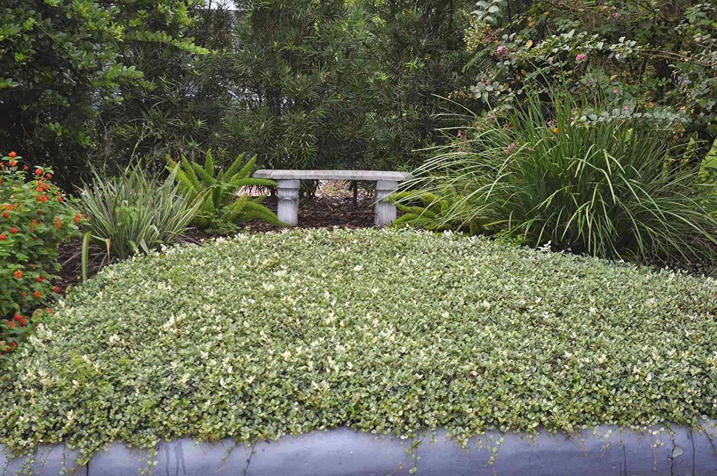 Variegated Asiatic Jasmine | 40 Live Plants | Trachelospermum Asiaticum | Fast Growing Ground Cover, Evergreen Foliage, Low Maintenance Vine, Landscaping Shrub, Drought Tolerant Plant