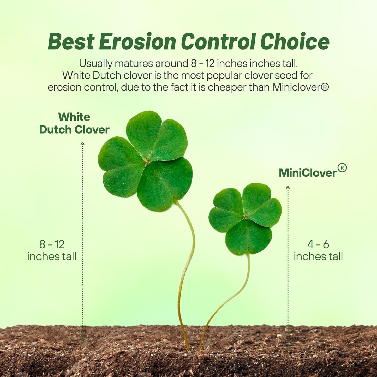 Outsidepride Perennial White Dutch Clover Seed - 1/4 lbs. Nitrocoated, Inoculated Clover Seeds for Lawn Alternative, Erosion Control, Food Plots, Ground Cover, & Pasture Mixtures in USDA Zones 3-10