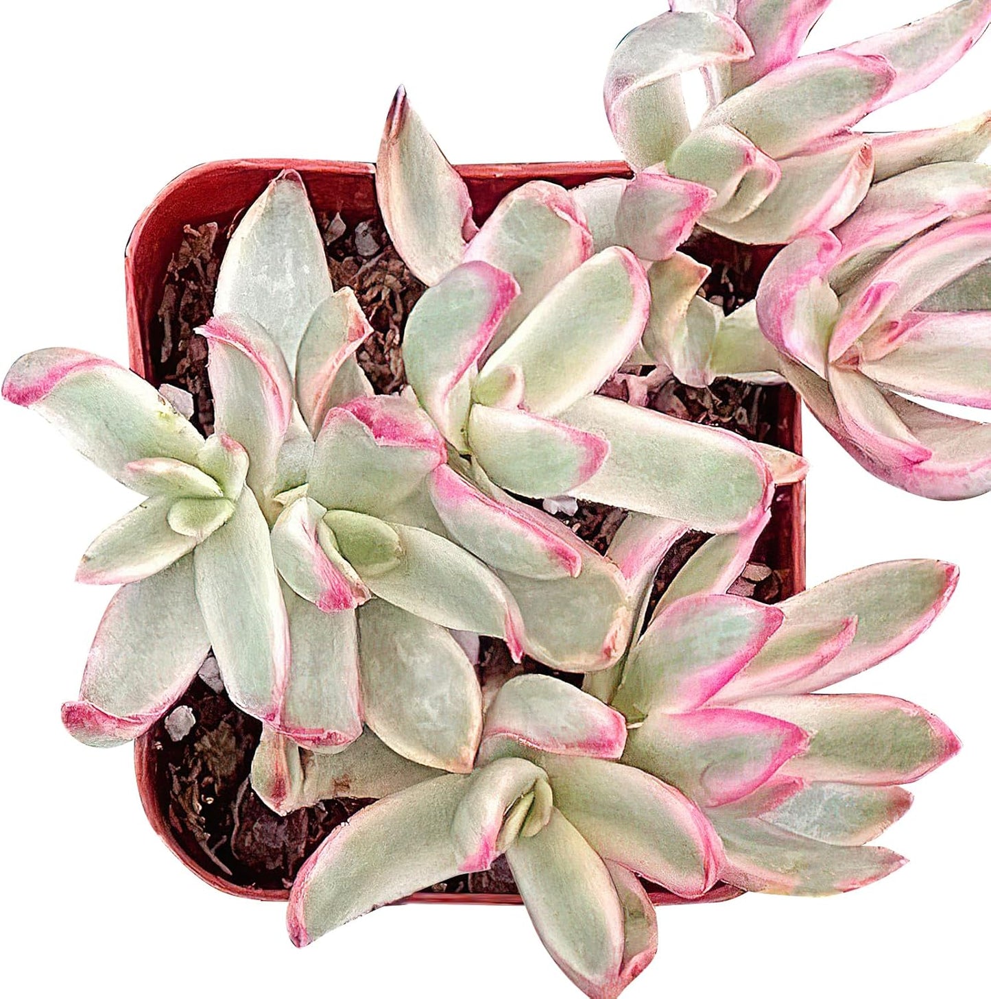 Sprout N Green Crassula rubricaulis Candy Cane, Live Succulent Fully Rooted in 2 inch Starter Pot, House Plant for Indoor Outdoor Home Office Wedding Decoration Party Favor
