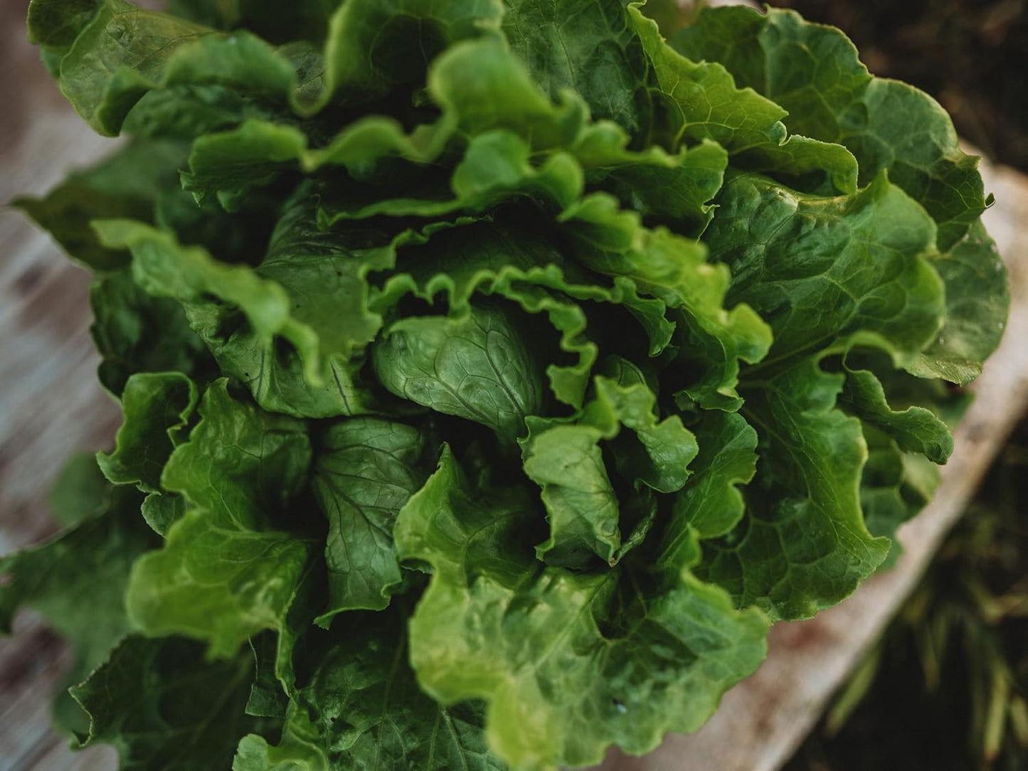 Arianna Batavian Lettuce - 500 Seeds - Non-GMO Batavian Lettuce Seeds for Planting in The Home Garden, Thresh Seed Company
