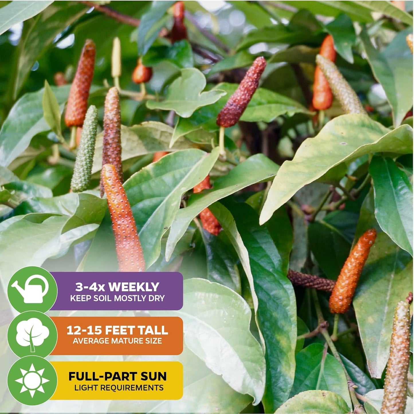 Long Pepper Live Plant - Piper longum by Wellspring Gardens, Fragrant & Flavorful Spice Herb Plant, Easy to Grow Live Pepper Plant, Perfect Aromatic Plant for Indoor or Outdoor Garden
