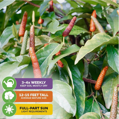Long Pepper Live Plant - Piper longum by Wellspring Gardens, Fragrant & Flavorful Spice Herb Plant, Easy to Grow Live Pepper Plant, Perfect Aromatic Plant for Indoor or Outdoor Garden