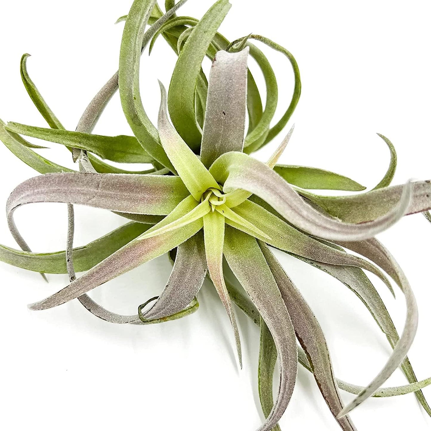 ragnaroc Air Plants - Tillandsia Cacticola, Jumbo 6-9" - 2ct - Live Arrival Guaranteed - House Plants for Home Decor & Gift