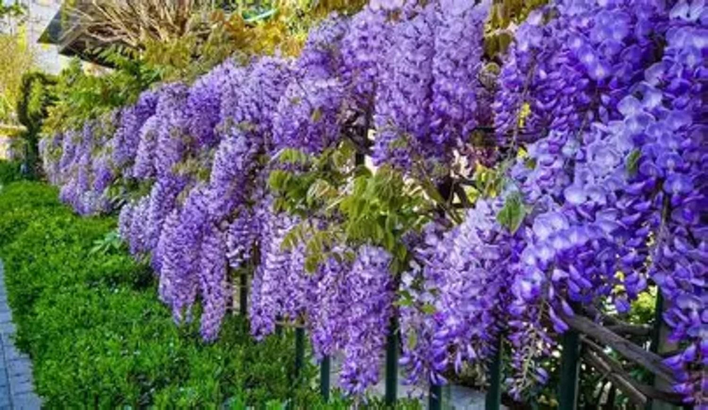 Wisteria Tree Seeds, 25 Count, Purple Climbing Vine, 60 Ft Mature Height, Spring Blooming