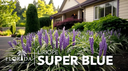 Super Blue Liriope Muscari - 10 Live Plants - Evergreen Ground Cover Grass