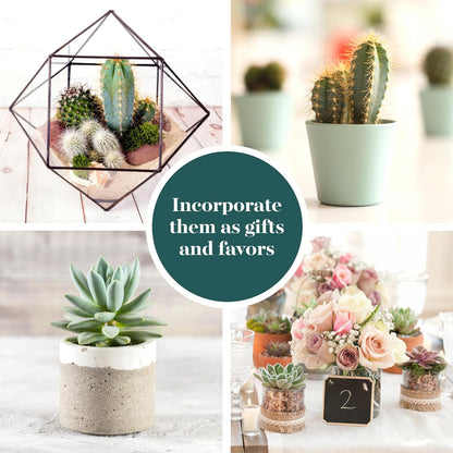 Shop Succulents Premium Live Mini Cactus and Succulent Plants in 2" Pots, Easy Care Indoor or Outdoor Gardening, Terrariums, Favors, & Contemporary Spaces with Hardy, Resilient Varieties, Pack of 20