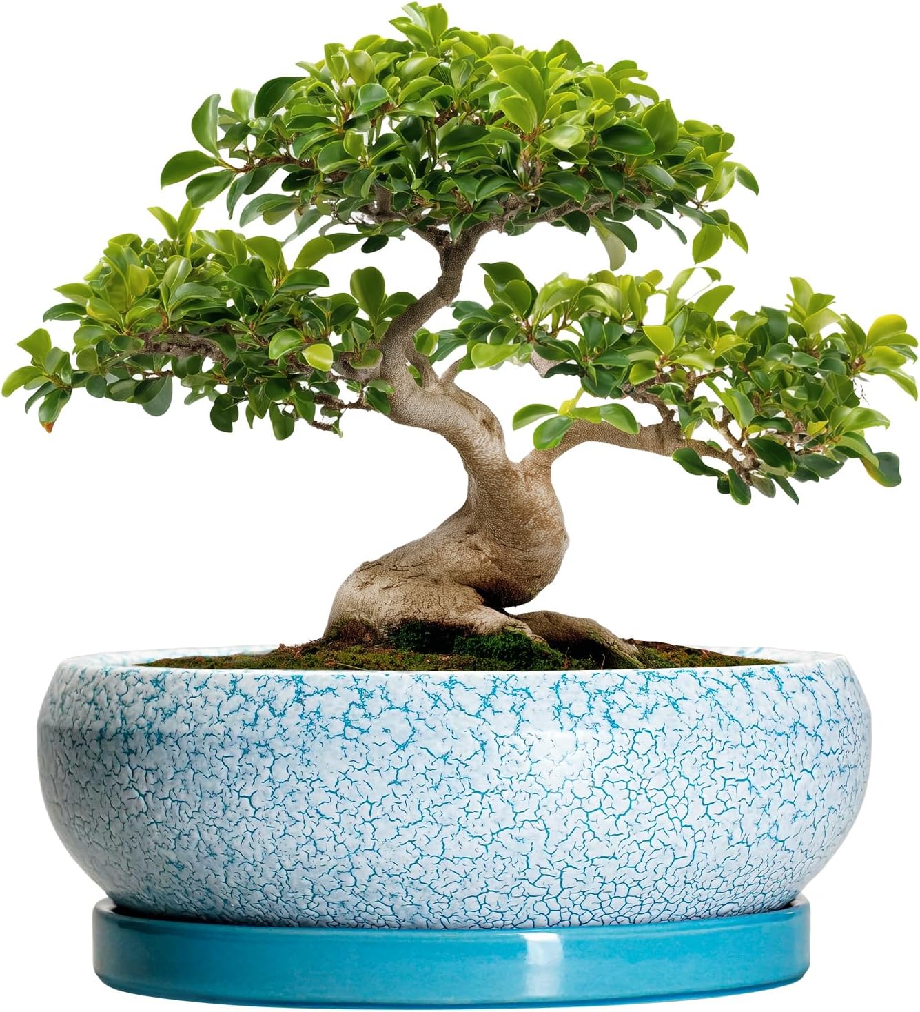 Bonsai Pots - 13 Inch Ceramic Succulent Pots with Drainage Hole and Tray, Large Succulent Planter Indoor Outdoor, Round Planter, Shallow Plant Pot, House Decor, Gifts for Plant Lover, Blue