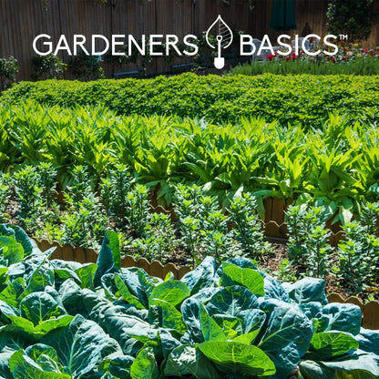 Gardeners Basics Seed Safe Kit – 35 Easy-to-Grow Heirloom Vegetable Seeds for Beginners – Non-GMO Garden Starter Set with 17,000+ Seeds – Perfect Gardening Gift for New Gardeners or Families