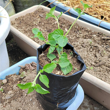 Belit Nursery Growing Bags, 100 Pcs Black Plastic Seedling Pots for Gardening Seed Plant Bags, Fruit Tree Seedling, Starting saplings(7"x8.7")