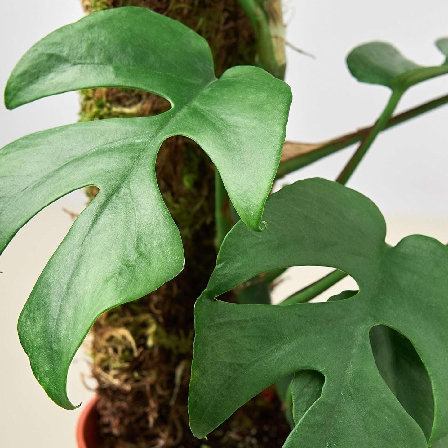Philodendron Monstera Minima Live Plant for Indoor | Different Houseplants in 4'' & 6'' Pot | Real House Plant for Living Room, Office, Desk & Bathroom | Cheese Holes Plant
