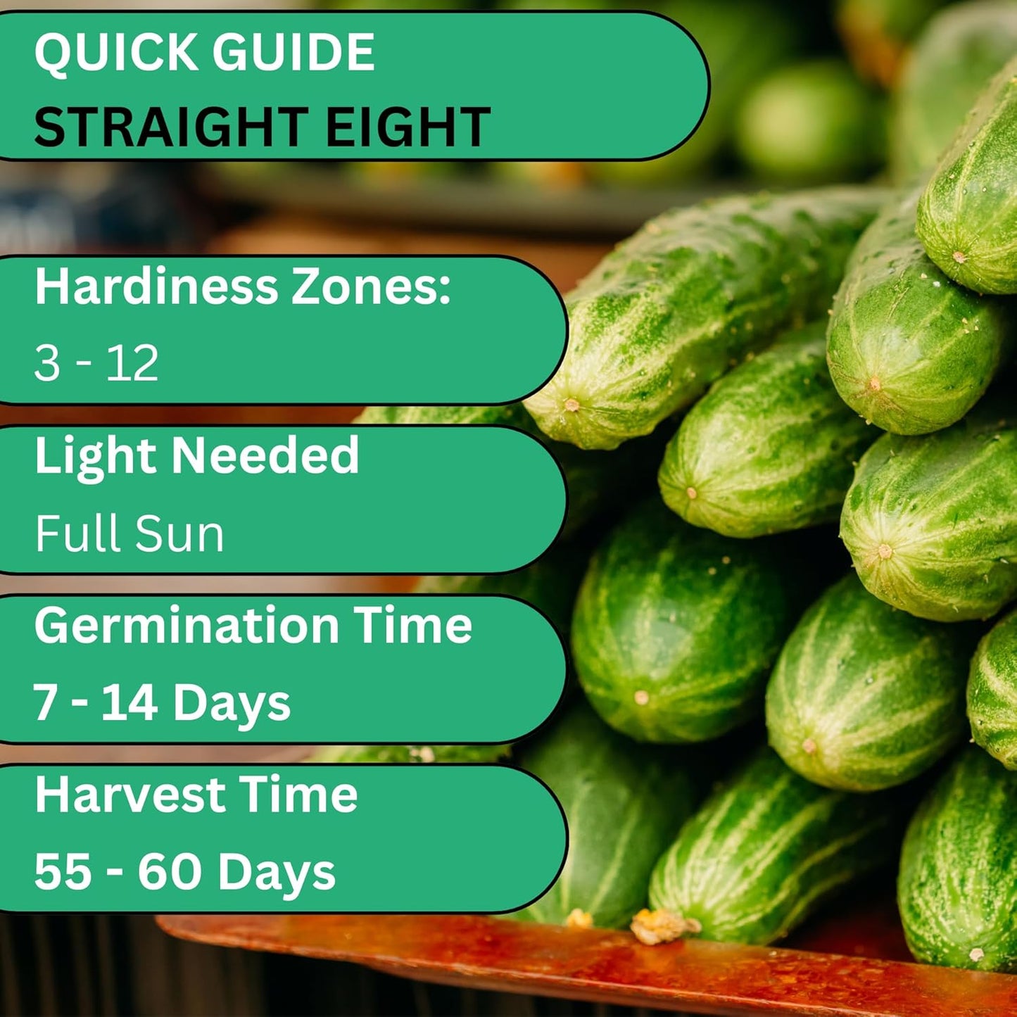 Woods Creek Seeds: Straight Eight Cucumber Seed for Planting - Over 90 Heirloom Seed Pack - Non-GMO Pickling Cucumber Seeds for Planting Indoors or Outdoors