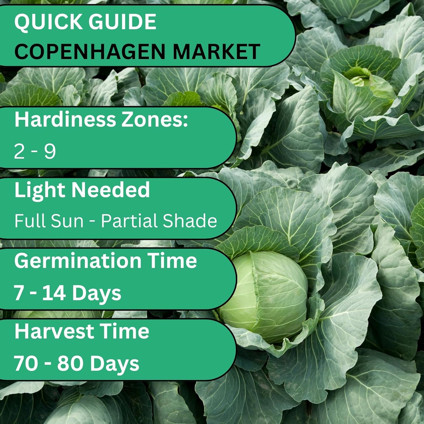 Woods Creek Seeds: Copenhagen Market Cabbage Seeds for Planting - Over 280 Heirloom Non-GMO Green Cabbage Seeds - Beginner-Friendly Vegetable Seed for Home, Indoor or Outdoor Gardeners