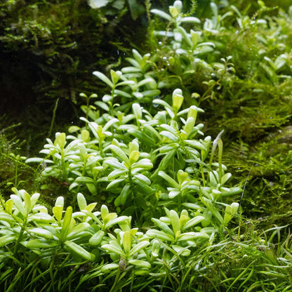 Ultum Nature Systems Hedyotis Salzmannii Tissue Culture Live Plant for Aquarium, Freshwater Fish Tank, Aquascaping - 100% Snail Free in Vitro