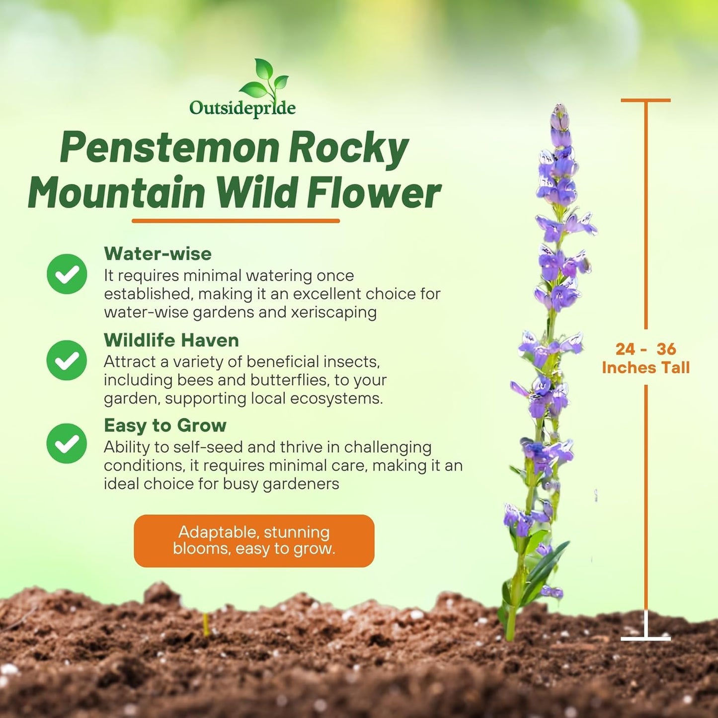 Outsidepride Penstemon Seeds - 1 Lb. Perennial, Drought-Tolerant & Pollinator Friendly, Strictus Rocky Mountain Wildflower Seeds for Planting with Vibrant Blue-Violet Blooms, Ideal for Xeriscaping
