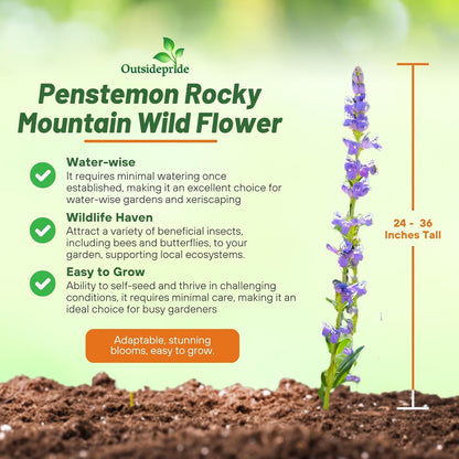 Outsidepride Penstemon Seeds - 1 Lb. Perennial, Drought-Tolerant & Pollinator Friendly, Strictus Rocky Mountain Wildflower Seeds for Planting with Vibrant Blue-Violet Blooms, Ideal for Xeriscaping