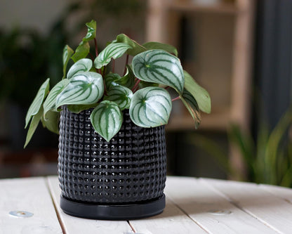 D'vine Dev 6 Inch Ceramic Beaded Stoneware Planter Pot - Flower Pot with Drainage Holes and Saucers for Indoor Succulent Plants or Flowers, Glossy Black, 27-C-X-2