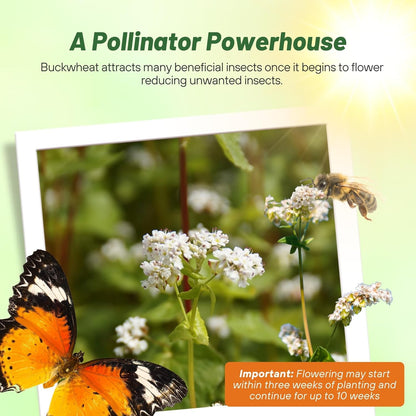 Outsidepride Buckwheat Seeds - 5lbs Annual, Fast-Growing, Easy to Grow Buckwheat Cover Crop Seeds for Green Manure, Bee Pasture & Pollinators, Wildlife Habitat, Soil Improvement, and Erosion Control
