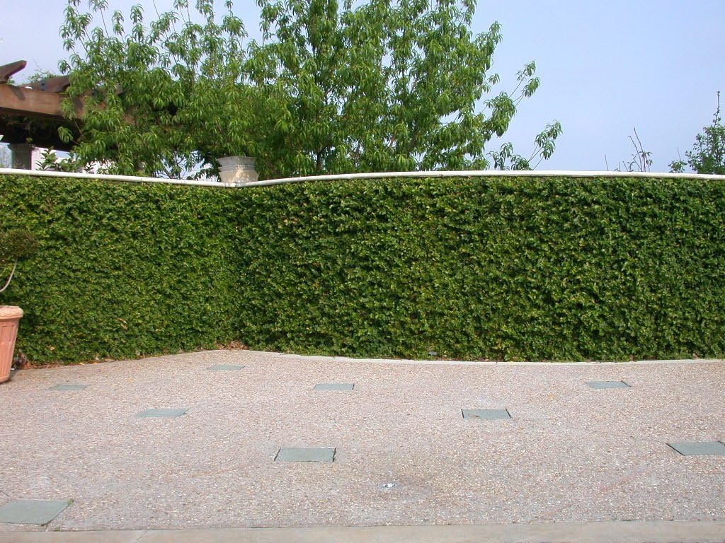 Creeping Fig Plant Ficus Pumila Climbing Vine - 30 Live Fully Rooted Plants