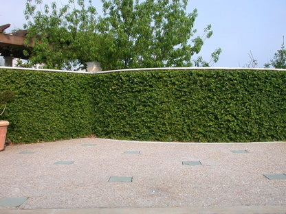Creeping Fig Plant Ficus Pumila Climbing Vine - 30 Live Fully Rooted Plants