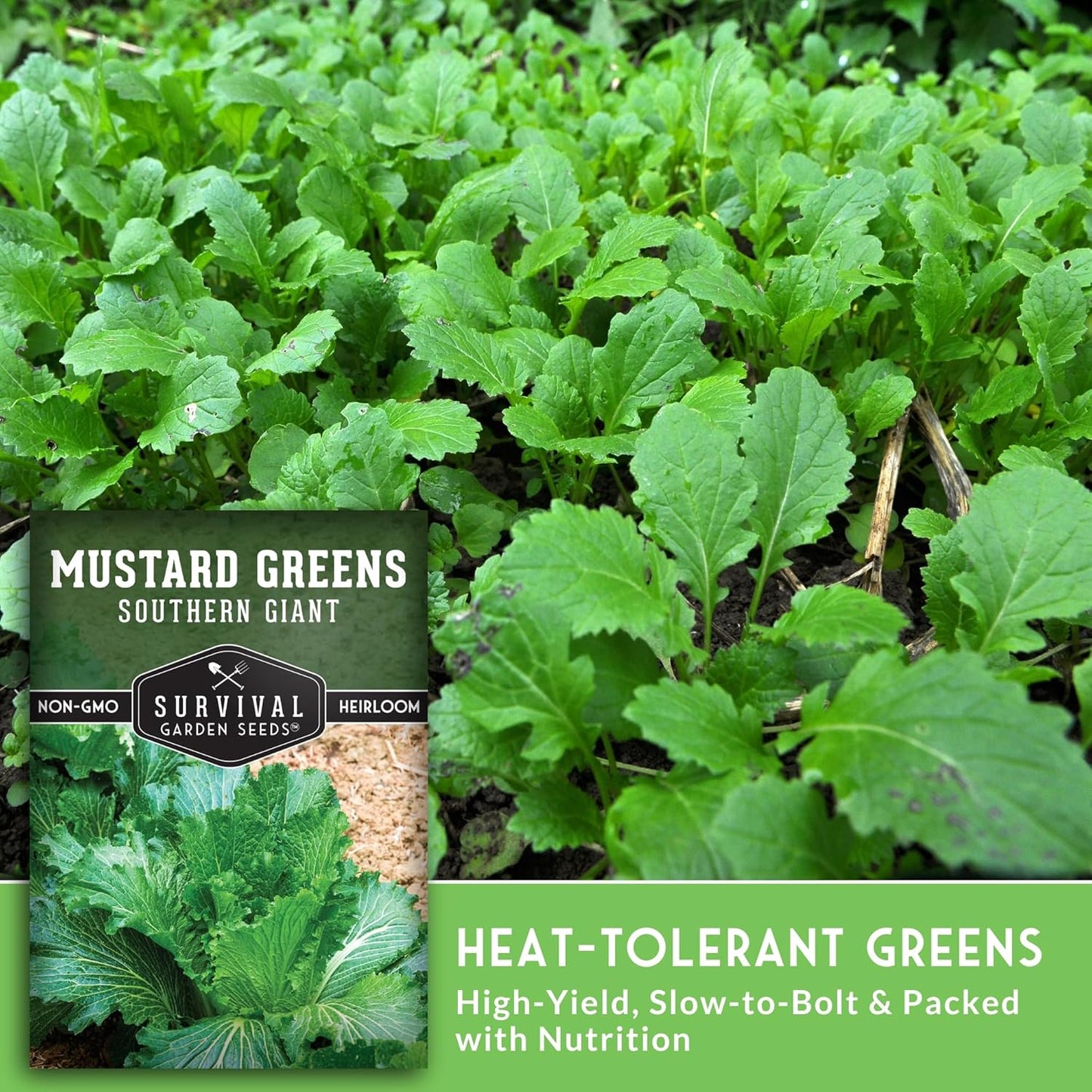 Southern Giant Mustard Green Seeds for Planting – Heirloom Non-GMO Spicy Greens, Heat Tolerant and Slow to Bolt for Home Vegetable Gardens - Survival Garden Seeds (3 Packs)