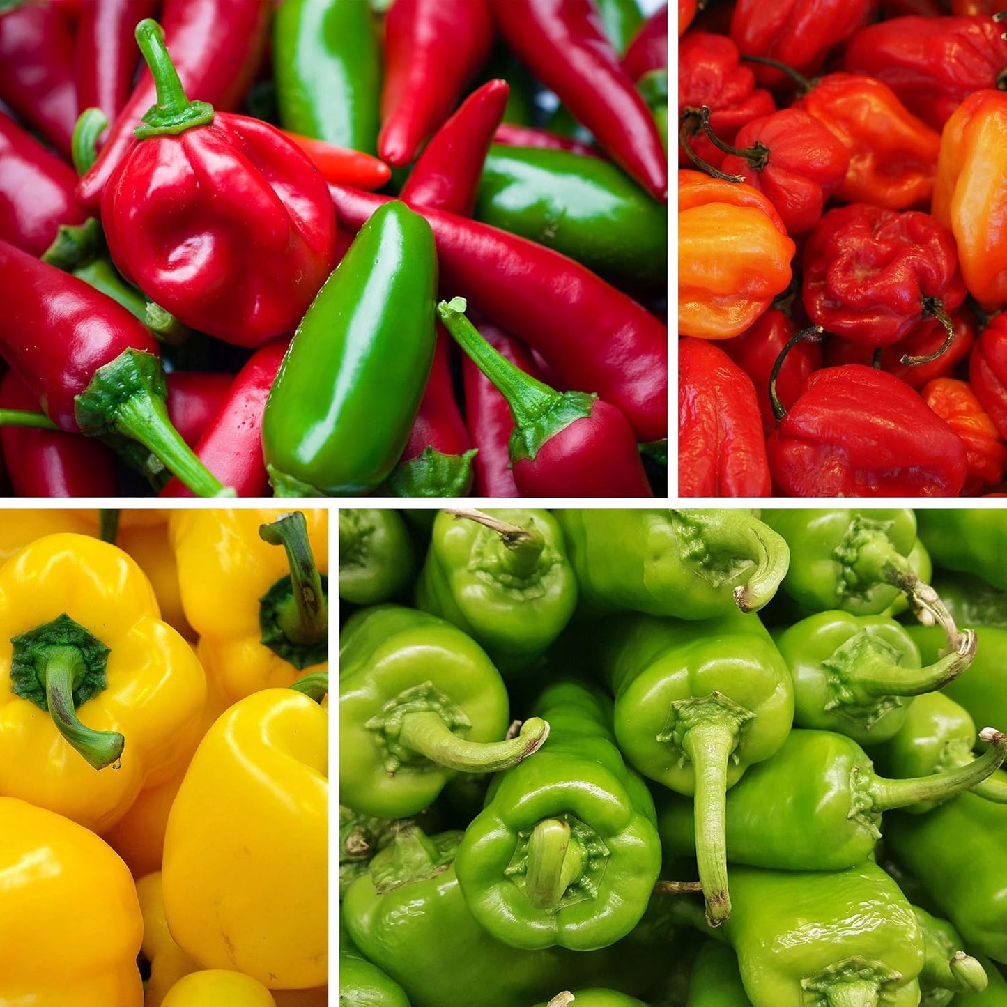 8-Pack Non-GMO Heirloom Sweet Pepper Seeds & Hot Pepper Seeds - Anaheim Pepper Seeds, Habanero Seeds, Banana Pepper Seeds, Bell Pepper Seeds, Jalapeno Seeds, Cayenne Pepper Seeds, Green Pepper Seeds