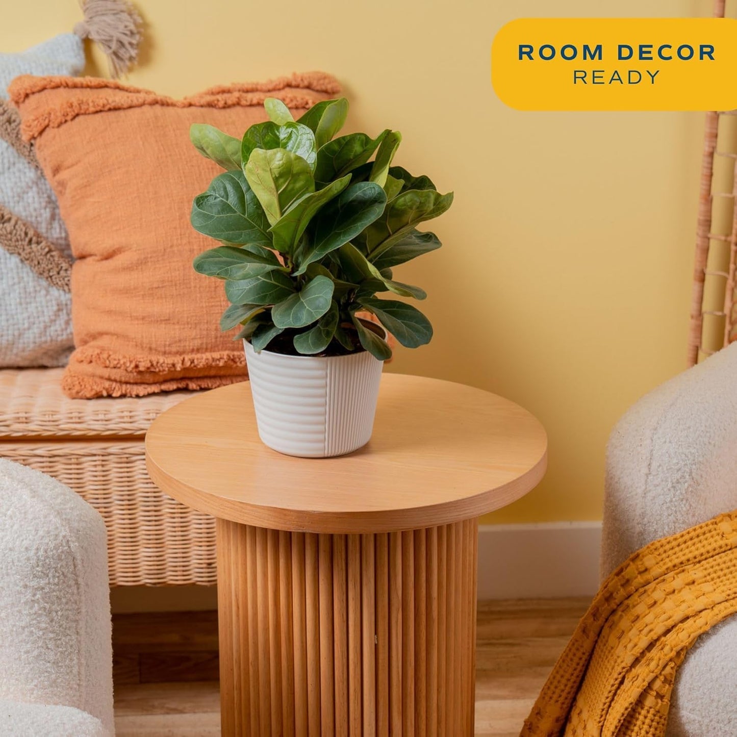 Costa Farms Little Fiddle Leaf Fig, Live Indoor Plant Ficus Lyrata, Houseplant Potted in Modern Decor Pot and Plant Stand, Tabletop, Shelf, Room Decor or Office Decor, 1 Foot Tall