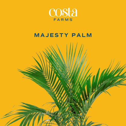 Costa Farms Majesty Palm Live Plant, Spring Decor, Giftable Plant Item, Indoor and Outdoor Live Palm Tree, Potted in Natural Pot, Tropical Patio, 3-4 Feet Tall