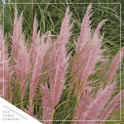 Live Pink Pampas Grass (Cortaderia selloana) - Showy Perennial Accent Plant - 12" Tall by 6" Wide in 1.5 Qt Pot