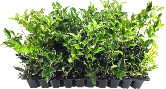 Ligustrum Curled Leaf Privet | 10 Live Plants | Ligustrum Japonicum 'Recurvifolium' | Ornamental