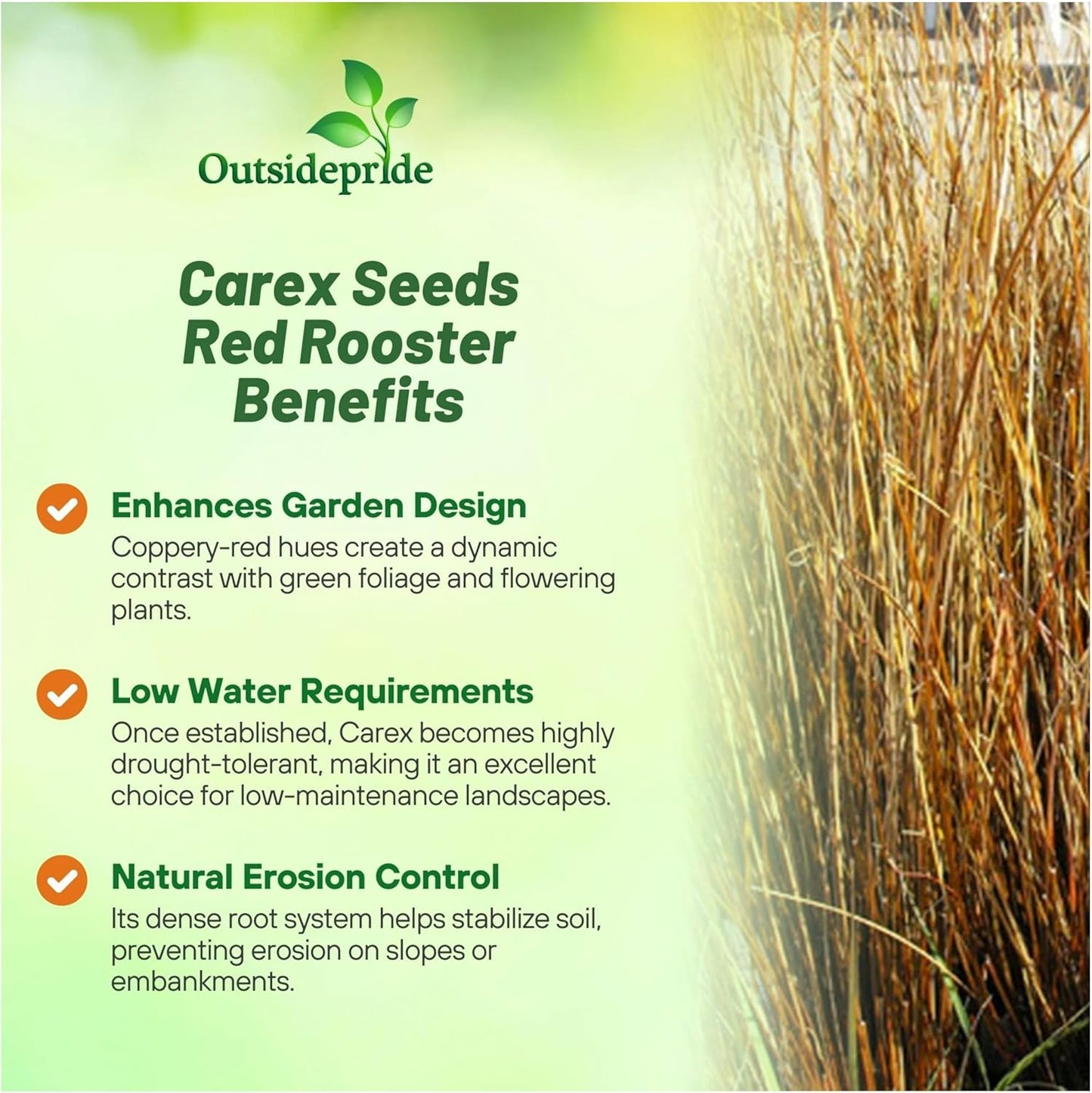 Outsidepride Carex Red Rooster Ornamental Grass Seed – 400 Pcs. Perennial, Low-Maintenance, Drought-Tolerant Grass Seeds with Low Growing Foliage for Borders, Ground Covers, & Outdoor Living Spaces