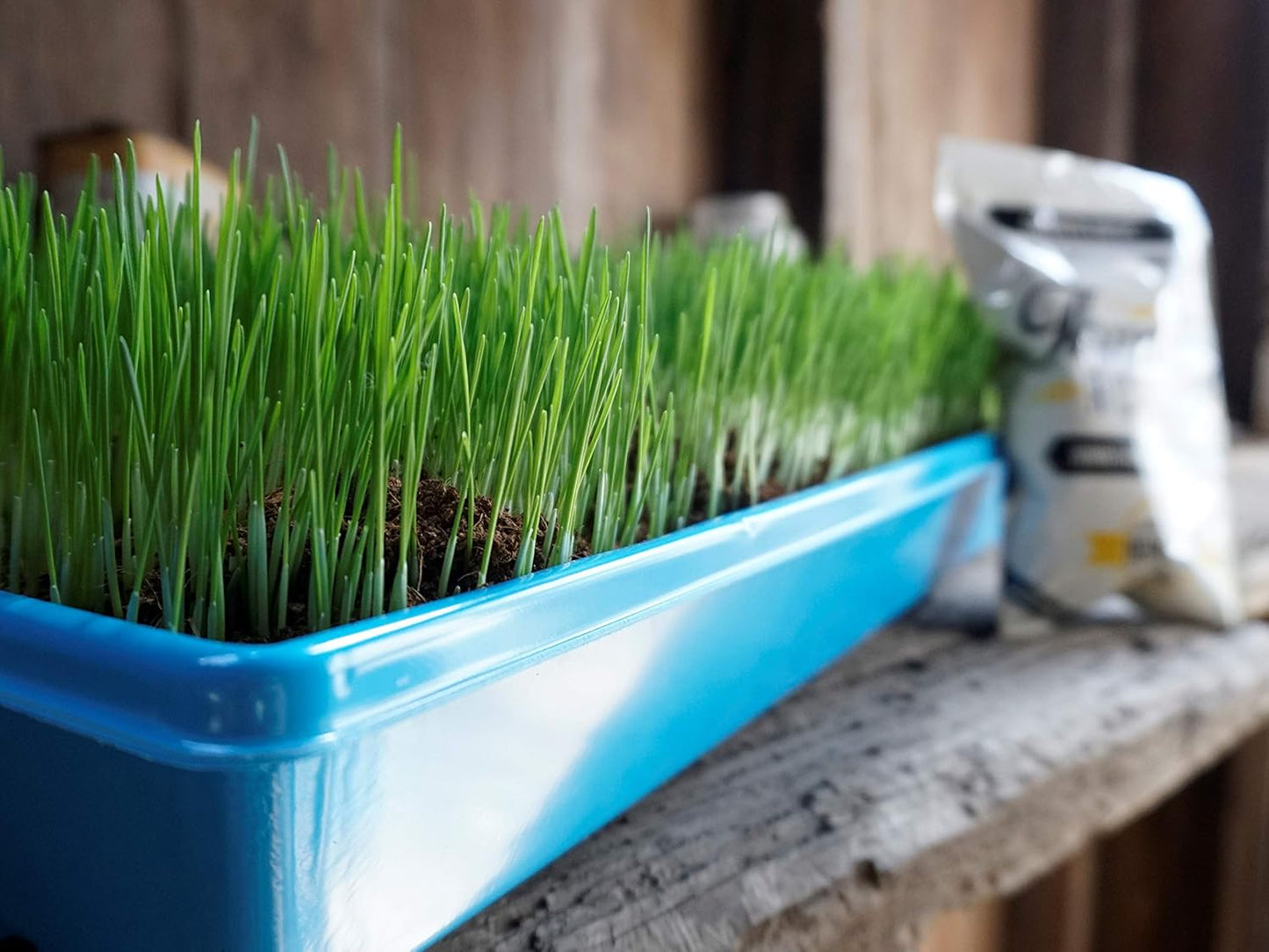 Non-GMO, Thunder Acres Premium Wheat Seed, Cat Grass Seed, Wheatgrass, Hard Red Winter Wheat (2 lbs.)