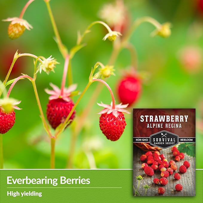 Alpine Regina Strawberry Seed for Planting - 3 Packets with Instructions to Plant & Grow Wild or Woodland Strawberries in The Home Vegetable Garden - Non-GMO Heirloom Variety - Survival Garden Seeds