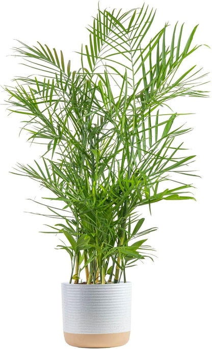 Costa Farms Bamboo Palm Live Plant in Decorative Pot, Air Purifying Large Indoor Houseplant, Perfect for Home, Room, or Office Decor, Great House Warming or Birthday Gift, 3-4 Feet Tall