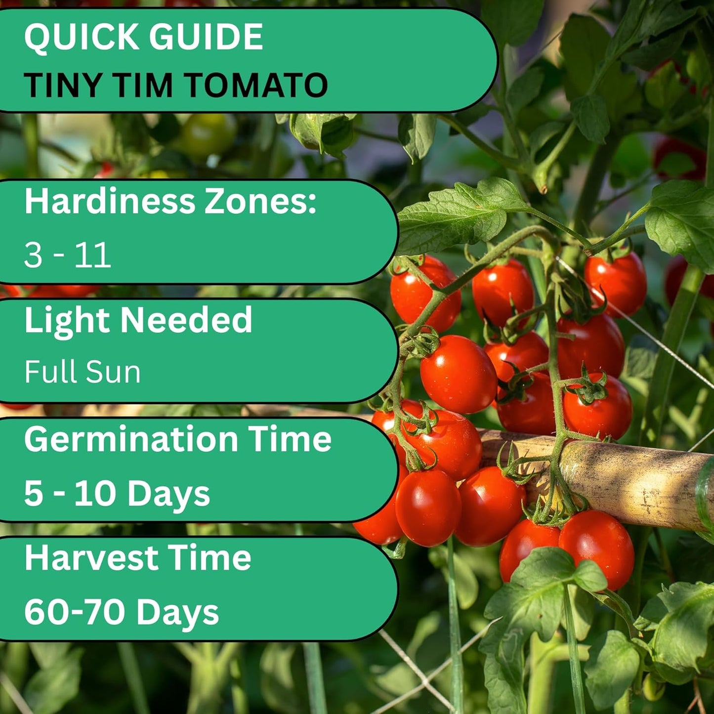Woods Creek Seeds: Tiny Tim Tomato Seeds for Planting - Heirloom Tomato Seeds for Planting Outdoors, Indoors, Patio or Home Plant Garden - Non-GMO Seed Pack of Dwarf Cherry Tomatoes