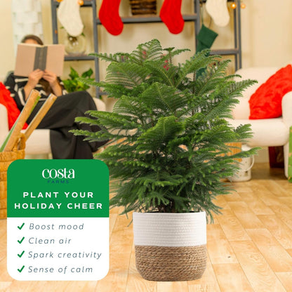 Costa Farms Norfolk Island Pine Live Christmas Tree, House Plant in Decorative Holiday Pot, Easy to Maintain Large Indoor Houseplant, Holidays or Christmas Décor, Decoration, or Gift, 3-4 Feet Tall