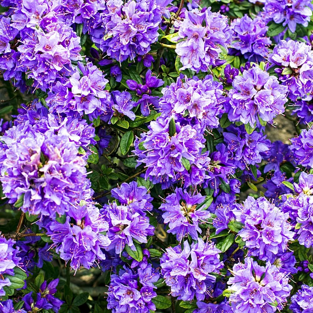 Rhododendrons Plant Live, Blue Rhododendron Shrub, Large Flowering Tree 1 Gallon Potted for Gardening