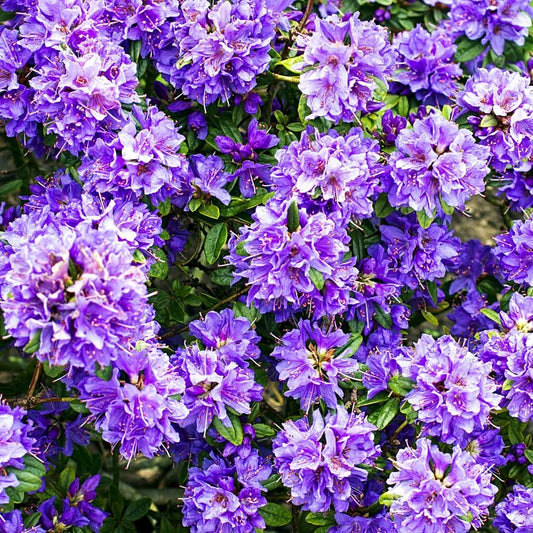 Rhododendrons Plant Live, Blue Rhododendron Shrub, Large Flowering Tree 1 Gallon Potted for Gardening