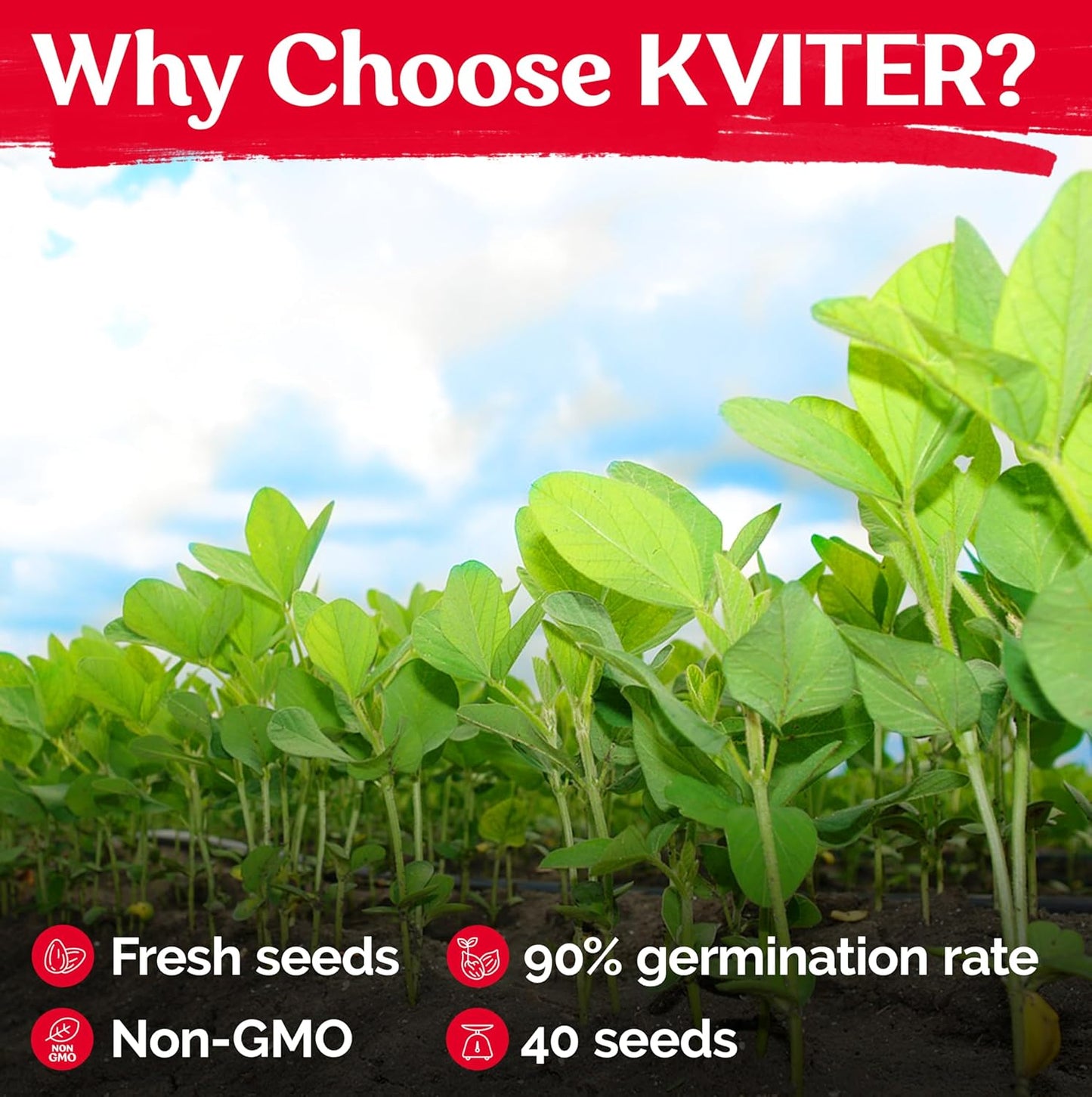 KVITER 40 Soy Bean Midori Giant Edamame Seeds (Glycine max) - Green Soybean, Soy Beans Organic Non GMO Variety, Sweet Nutty Flavor - Heirloom Vegetable Seeds for Planting Outdoors in Home Garden