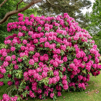 Rhododendrons Plant Live, Dark Pink Rhododendron Shrub, Large Flowering Tree 1 Gallon Potted for Gardening