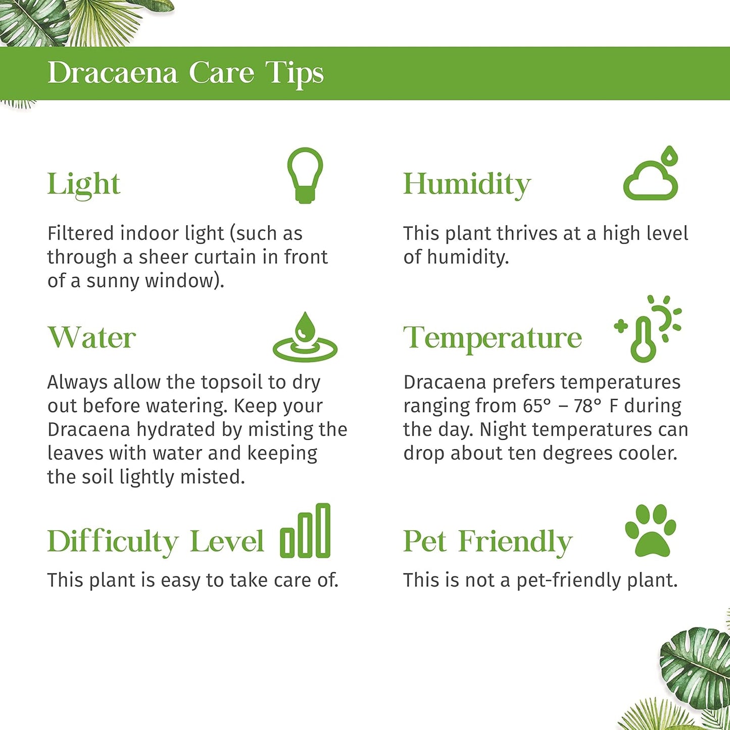 Dracaena Janet Craig Live Plant for Indoor | Different Houseplants in 3'' Pot | Real House Plant for Living Room, Office, Desk & Bathroom | Dragon Tree | Dracaena Janet Craig