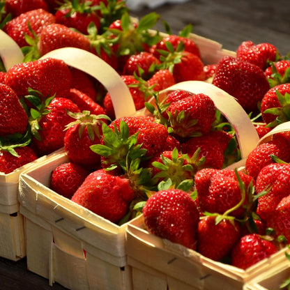Everbearing Strawberry Plants - Harvest Strawberries Two to Three Times Per Year! Bare Root Everbearing Strawberry Plants from Hand Picked Nursery (5)