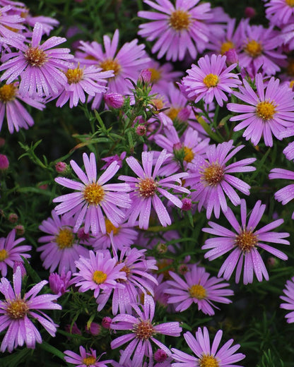 Perennial Farm Aster X 'Wood's Pink' – Live Dwarf Aster Perennial in #1 Container, Compact Habit with Rose-Pink Daisy-Like Blooms, Pollinator Friendly, Long Blooming, Great for Borders & Fall Gardens
